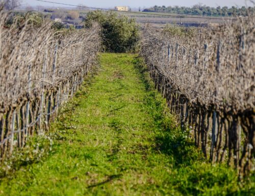 Vinya els Vilars, produïm vins de qüalitat des del respecte a la terra i la biodiversitat